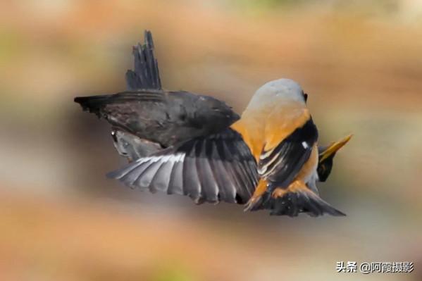有趣的鳥兒