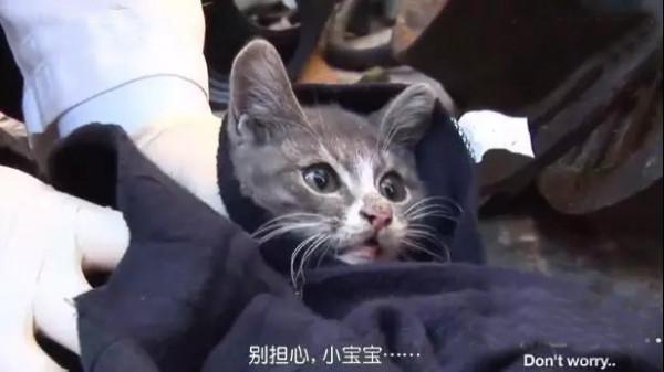 她不知道媽媽死了，每天去找食物給媽媽，我看完兩包紙巾擦淚