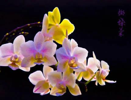 分享——高雅多姿的蝴蝶蘭