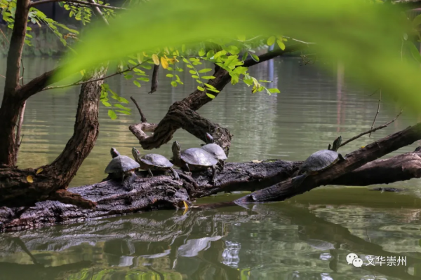 日常的瞬間，就是崇州最美的風景