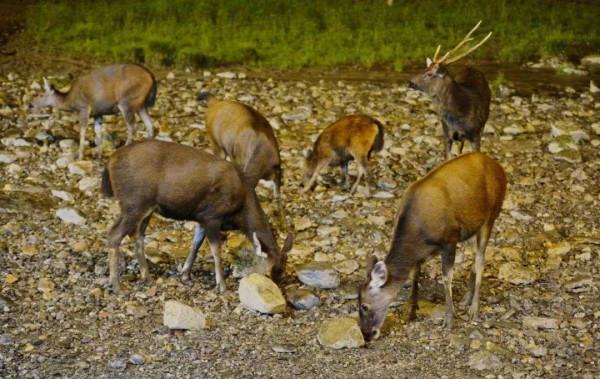 長期不吃鹽會渾身無力?古人類不會提取鹽,那他們是如何補充的? 長期不吃鹽會渾身無力?古人類不會提取鹽,那他們是如何補充的?