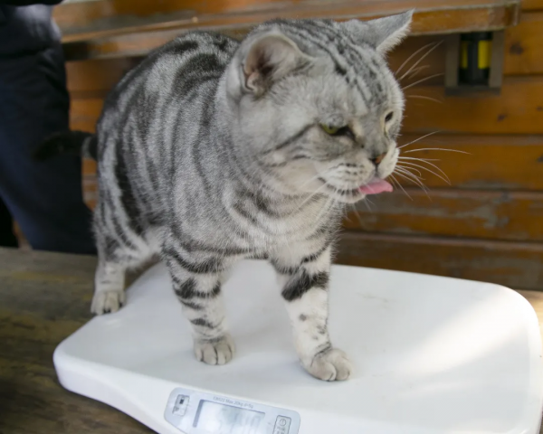 秋膘貼得好不好,體重秤上見分曉 秋膘貼得好不好,體重秤上見分曉