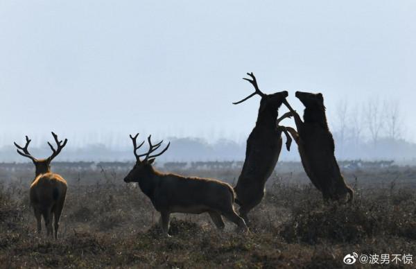 【 秘境麋鹿 】 【 秘境麋鹿 】