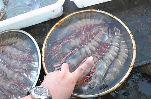 含“寄生蟲”最多的3種海鮮,沒營養還貴,老闆自己從不吃 含“寄生蟲”最多的3種海鮮,沒營養還貴,老闆自己從不吃