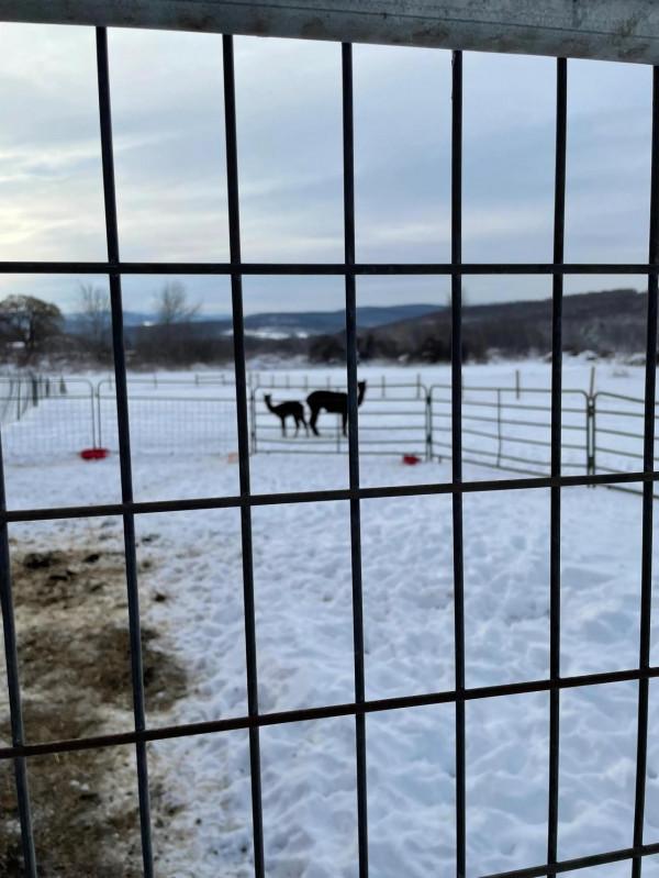 羊駝,竟然還有駝羊……你分得清嗎 羊駝,竟然還有駝羊……你分得清嗎