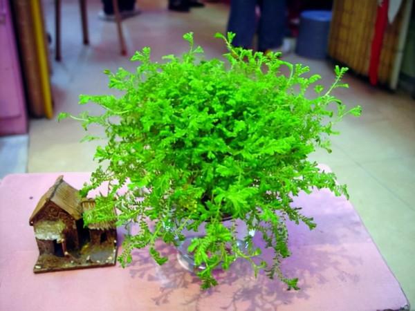 這種草是蕨類植物，能給蘭花鋪面，好看好養益處多，比苔蘚還好用