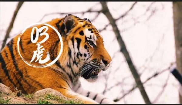 十二生肖輕鬆打油版,精彩多多,趣味多多,歡迎收藏,歡迎轉發 十二生肖輕鬆打油版,精彩多多,趣味多多,歡迎收藏,歡迎轉發