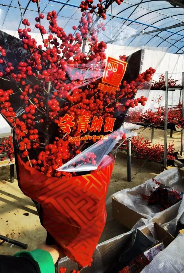 年宵花中的&OpenCurlyDoubleQuote;愛馬仕&rdquo;，紅果子掛滿枝，紅紅火火大吉大利