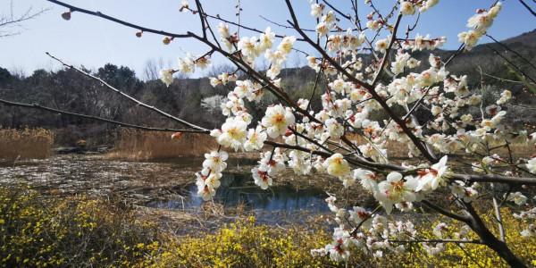 新聞8點見丨清明尋春正當時，京城最全賞花攻略來了