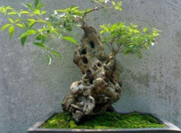 盆景不用買,5種常見的樹,做成盆景漂亮又美觀 盆景不用買,5種常見的樹,做成盆景漂亮又美觀