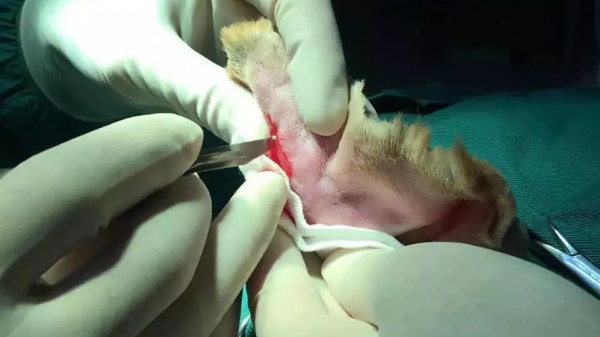 貓咪耳朵腫了，手術費用2000！我們應該怎麼避免疾病再次出現呢？