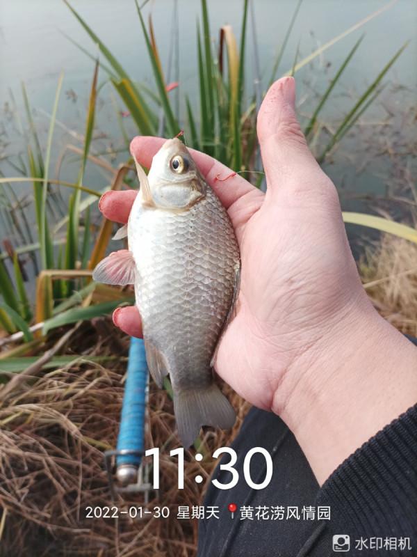 來自北賽湖探釣意外發現——外來物種