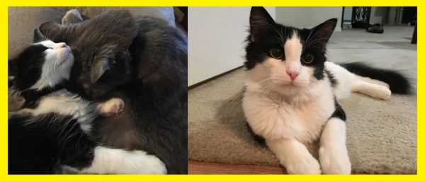 老貓去世前的一個月,流浪小貓闖進家門,主人:它在繼續守護我 老貓去世前的一個月,流浪小貓闖進家門,主人:它在繼續守護我