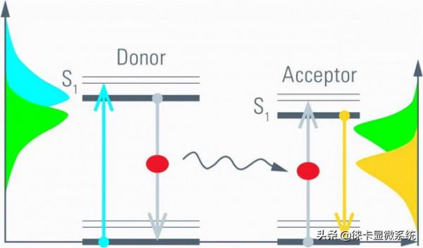 徠卡共聚焦課堂第11講：熒光壽命成像與熒光共振能量轉移