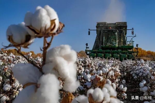 北疆棉花陸續開採，你知道今年的機採價格是多少嗎？