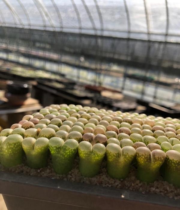 排列整齊的風鈴玉,比生石花好看,比毛漢尼便宜,像QQ糖一樣 排列整齊的風鈴玉,比生石花好看,比毛漢尼便宜,像QQ糖一樣