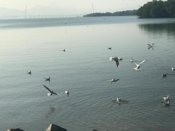 文明觀鳥不要投餵才是對鳥兒的保護