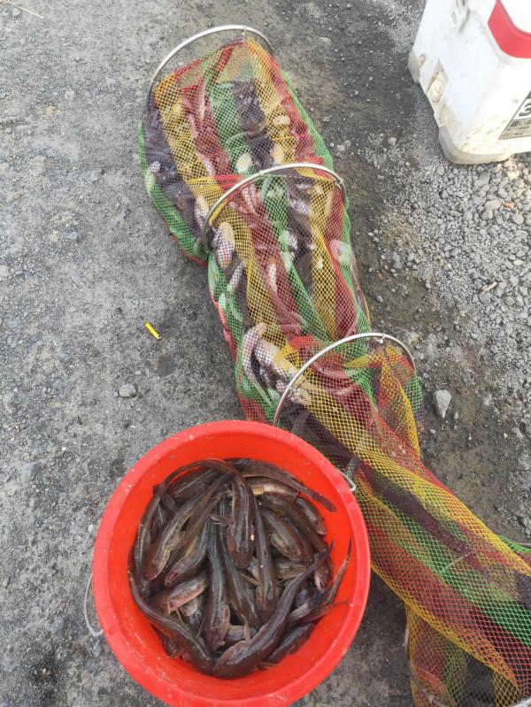 這種魚,你們那裡叫啥名? 這種魚,你們那裡叫啥名?