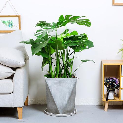 家庭養護綠植的時候，為什麼會出現黃葉枯萎的情況呢