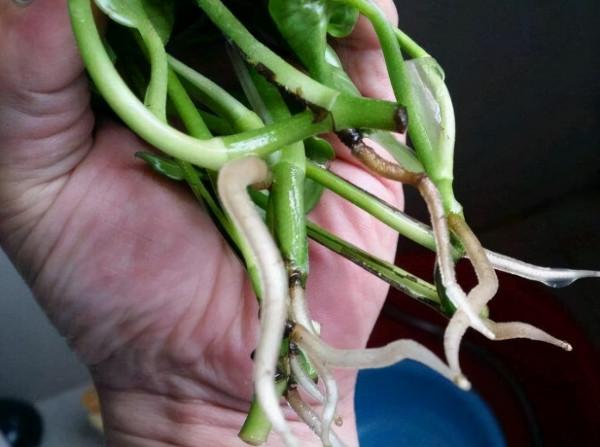 5種自制“生根劑”,家中養花必備,盆裡放點,半個月就冒大白根 5種自制“生根劑”,家中養花必備,盆裡放點,半個月就冒大白根