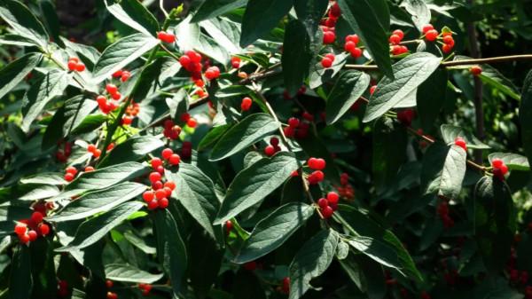 枕頭裡塞點它，睡得香、降壓又清熱，試上一個月，效果或許還不錯