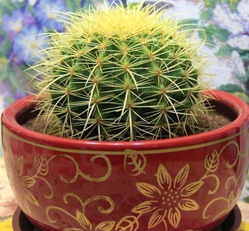 5種霸氣花，個個“醜八怪”卻吉利鎮宅，丟在角落不管，一樣爆棚