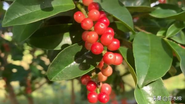 帶你一起回味62種南方野果子,它們是物質匱乏年代小朋友的零食 帶你一起回味62種南方野果子,它們是物質匱乏年代小朋友的零食