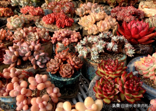 喜歡多肉爆盆的肉友有福了，去入手這8個品種，個個都是爆頭狂魔