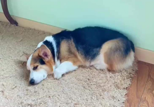 “時日不多”的柯基犬，都有這些特徵，你注意到了嗎？