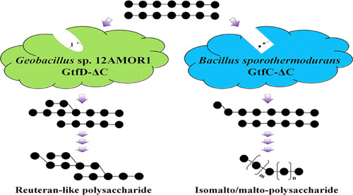 J. Agric. Food Chem.│兩個關鍵氨基酸殘基的定向突變改變來自耐熱芽孢桿菌的4,6-α-葡萄糖轉移酶的產物結構 J. Agric. Food Chem.│兩個關鍵氨基酸殘基的定向突變改變來自耐熱芽孢桿菌的4,6-α-葡萄糖轉移酶的產物結構