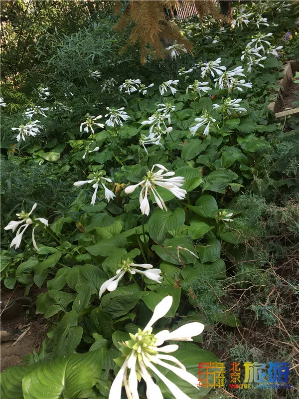 免費!這幾個公園風景如畫,還有竹林、大草坪~ 免費!這幾個公園風景如畫,還有竹林、大草坪~