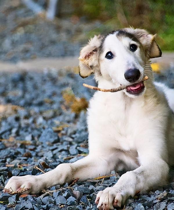 傻狗排行榜：居然還有智商比“二哈”更令人堪憂的