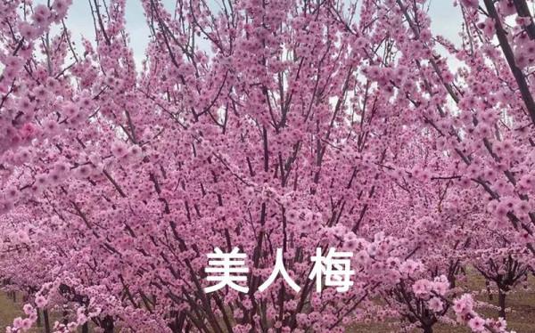 知識分享 &vert; 榆葉梅、美人梅、碧桃不是一種花，別再傻傻分不清