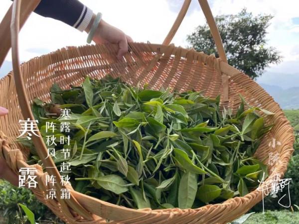 寒露節的第二天，村姑陳在生態茶園看了一晌高天上的流雲，美呆了