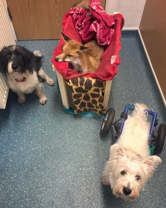 女主人養了一隻沒眼睛的狐狸，一隻沒腿總“翻車”的狗子，網友們：太可愛了吧