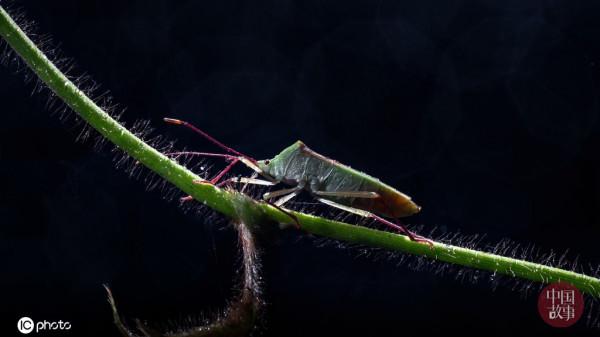探訪重慶四面山自然保護區的奇異精靈