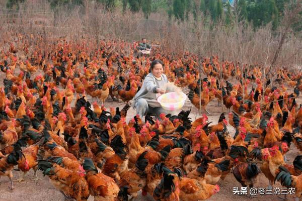 老鼠一夜咬死85只小雞，雞場老闆用這三招，老鼠永遠不再來，厲害