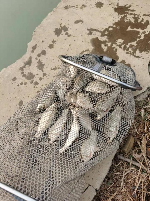 釣無定律，根據魚情調整了浮漂和餌料狀態，讓我收穫滿滿