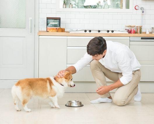 冬季養寵最大的煩惱——掉毛！掉毛！掉毛！該怎麼破？