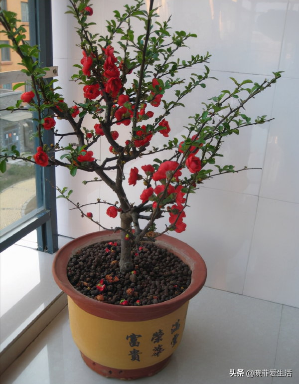 寧可食無肉，不可庭無花！有院子建議栽5種花，花開富貴，旺家宅