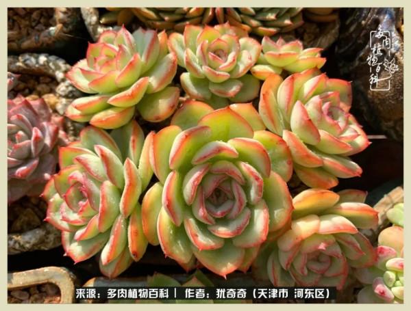 養多肉,累並快樂著!美好的事物,需要與大家分享 養多肉,累並快樂著!美好的事物,需要與大家分享