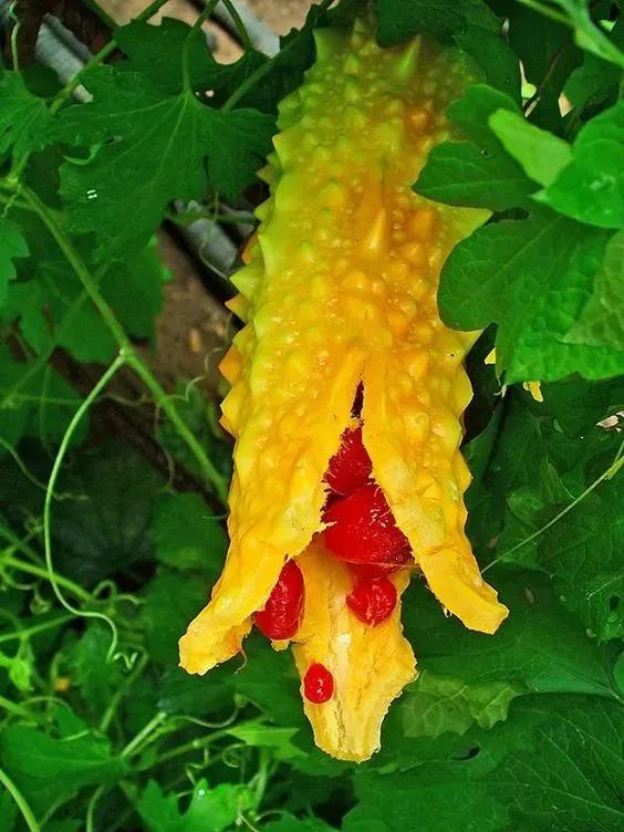 奇花異果有限公司年會（近百位奇花異果參加了本次年會）