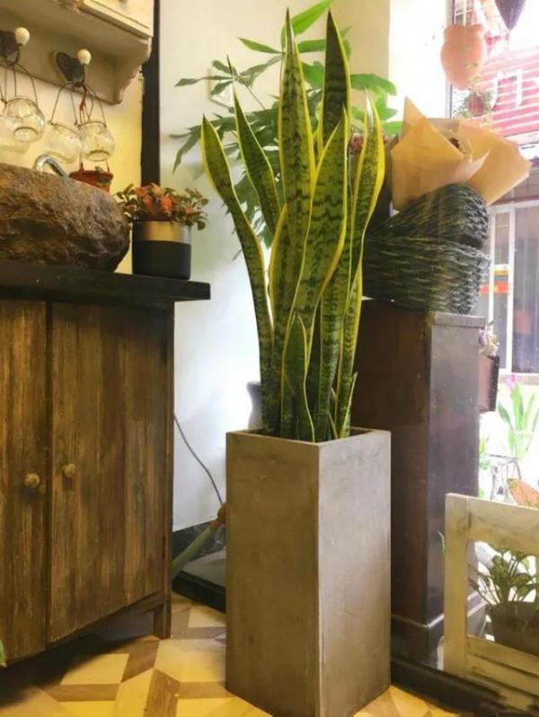 人養花,花亦養人!10種小盆栽,晚上不爭氧,適合養臥室 人養花,花亦養人!10種小盆栽,晚上不爭氧,適合養臥室