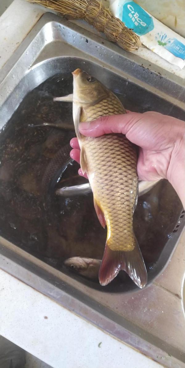 不打窩！看看魚獲 魚情很nice