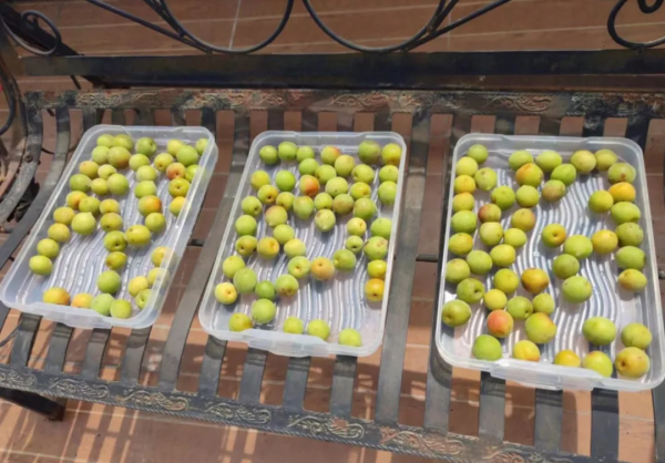 梅子的“最高境界”，是老祖宗的“護咽法寶”