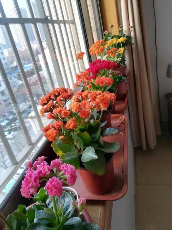 5種“壽星花”，最適合老人養，好看，好養，有益於身體健康