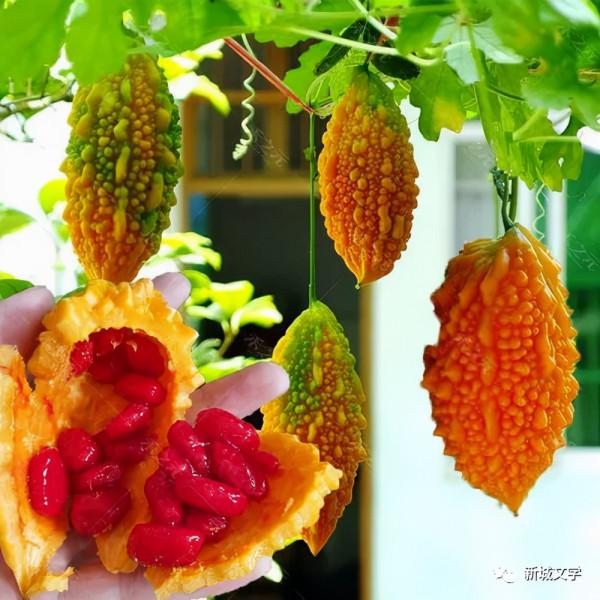 劉建樞七律：癩葡萄