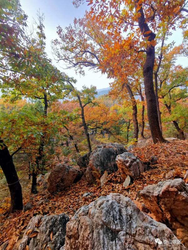 週末好去處，賞秋網紅打卡地！