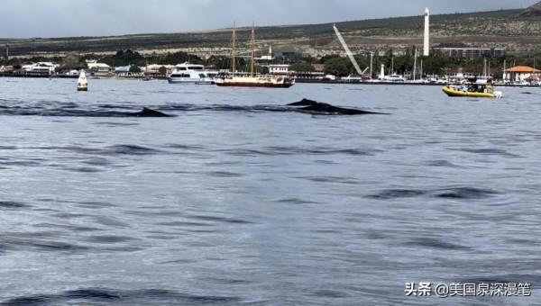 乘風破浪觀賞巨鯨 海底探險博覽魚群