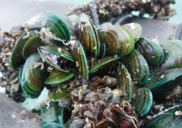 廣東沿海的朋友你們買到過這樣的青口嗎?要小心別被騙了 廣東沿海的朋友你們買到過這樣的青口嗎?要小心別被騙了